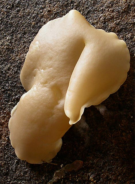Peziza varia sensu latissimo